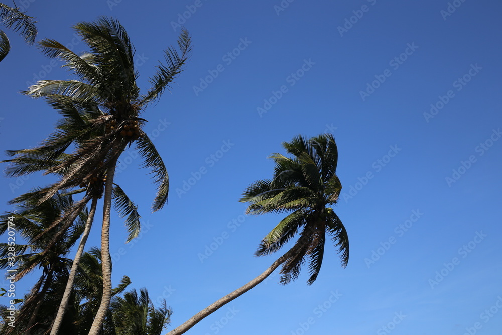 Fototapeta premium palm trees against blue sky