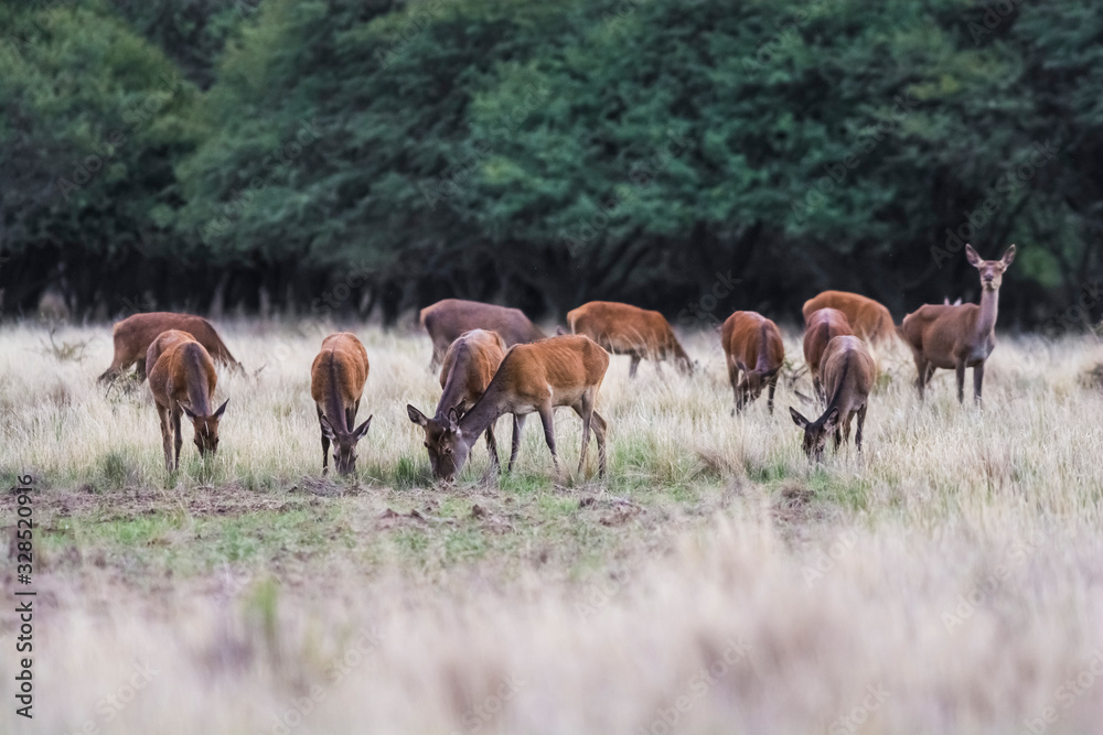 Female Red deer herd in La Pampa, Argentina, Parque Luro Nature Reserve Female Red deer herd in La Pampa, Argentina, Parque Luro Nature Reserve