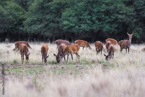 Female Red deer herd in La Pampa  Argentina  Parque Luro Nature Reserve