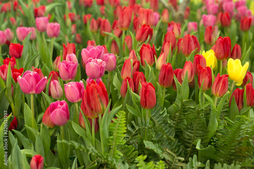 Colorful tulip flowers fild. Spring blur background.