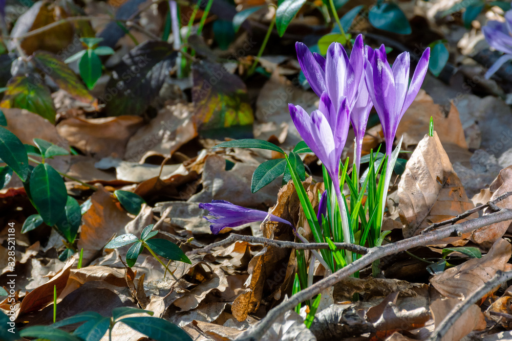 wild saffron flowers in the forest wild saffron flowers in the forest