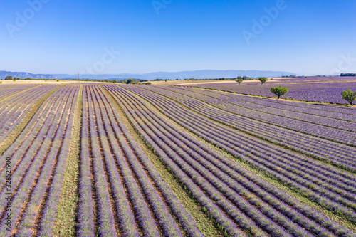 Aerial view of lavender field. Aerial landscape of agricultural fields, amazing birds eye view from drone, blooming lavender flowers in line, rows. Agriculture summer season banner