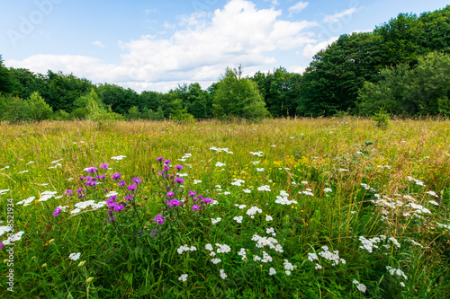 grassy meadow with wild herbs in summer