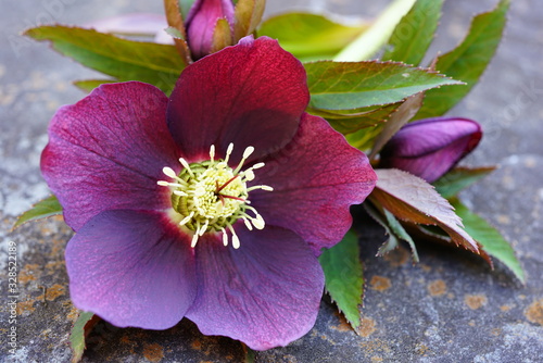 Freshly picked purple hellebore flowers (helleborus hybridus), also known as Christmas or Lenten rose