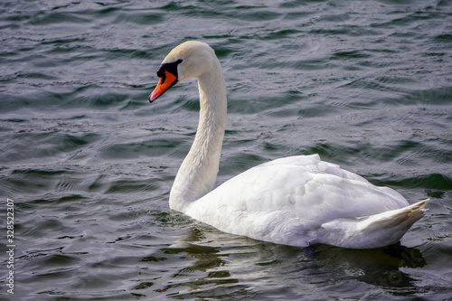 A white Swan floats on dark water in the rays of the setting sun. A large wild white waterfowl. Ornithology. Bird watching in its natural habitat