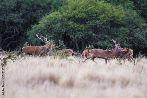 Female Red deer herd in La Pampa, Argentina, Parque Luro Nature Reserve © foto4440