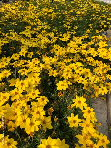 Fototapeta Naklejka Na Ścianę i Meble -  fiori gialli