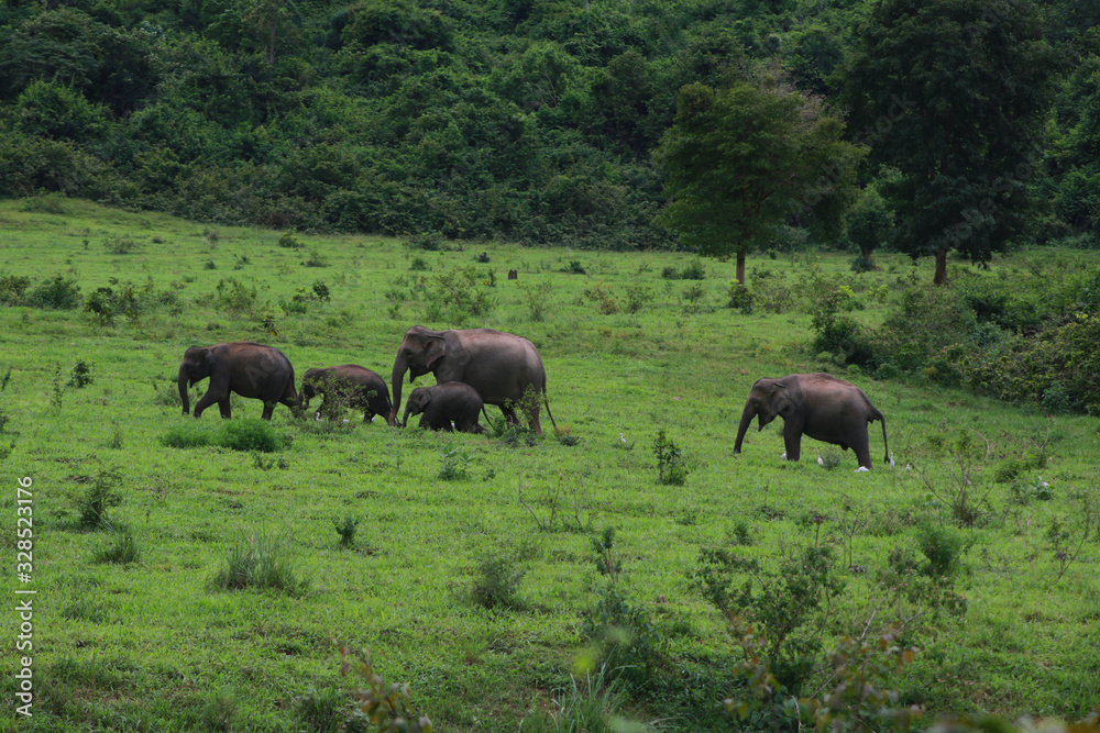 groupe d'éléphants en thaïlande