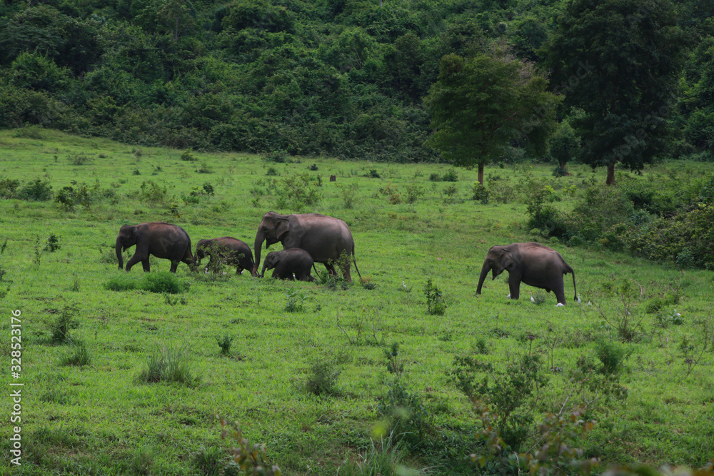 groupe d'éléphants en thaïlande groupe d'éléphants en thaïlande
