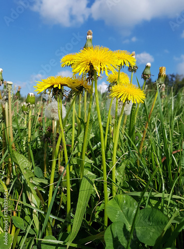 Loewenzahn, Taraxacum, officinale