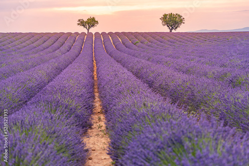Lavender flowers blooming field and a trees uphill on sunset. Valensole, Provence, France, Europe.