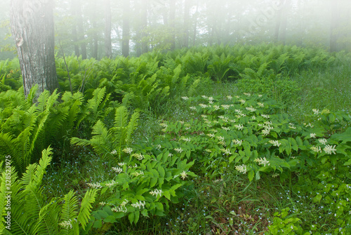 Spring landscape of false Solomon's seal in fog, Pictured Rocks National Lakeshore, Michigan's Upper Peninsula, USA