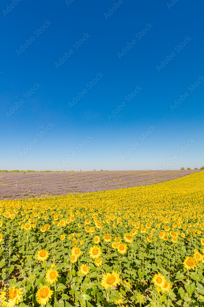 Alpes-de-Haute-Provence. Provence. Regional Natural Park of Verdon. Field of lavender and wheat