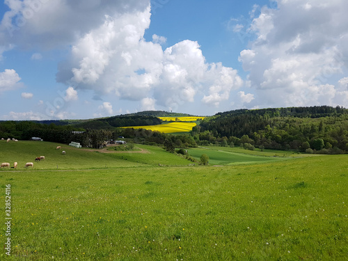 Rapsfeld, Raps, Brassica, napus, Landschaft photo