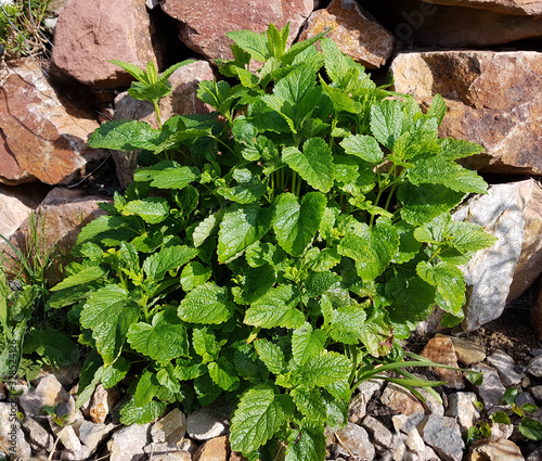 Zitronenmelisse, Melissa officinalis photo