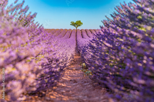 Summer landscape with lavender flowers blooming field and a lonely tree uphill. Valensole, Provence, France, Europe.