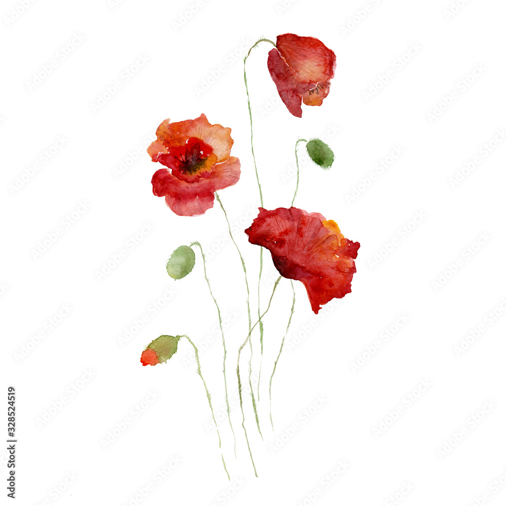 Naklejka premium Beautiful red poppies flower and bud, watercolor