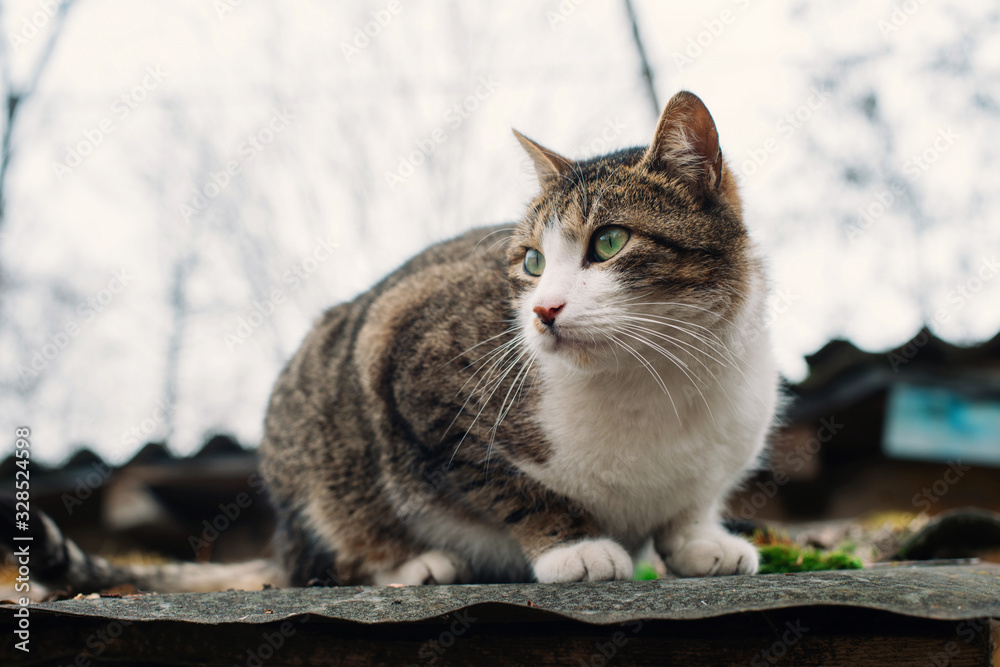 Beautiful homeless cat on the roof of an old destroyed house. The concept of protection and assistance to animals. Pets.