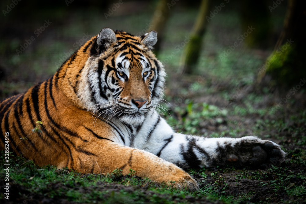Portrait of a tiger in the forest Portrait of a tiger in the forest