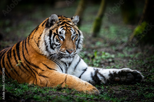 Portrait of a tiger in the forest © AB Photography