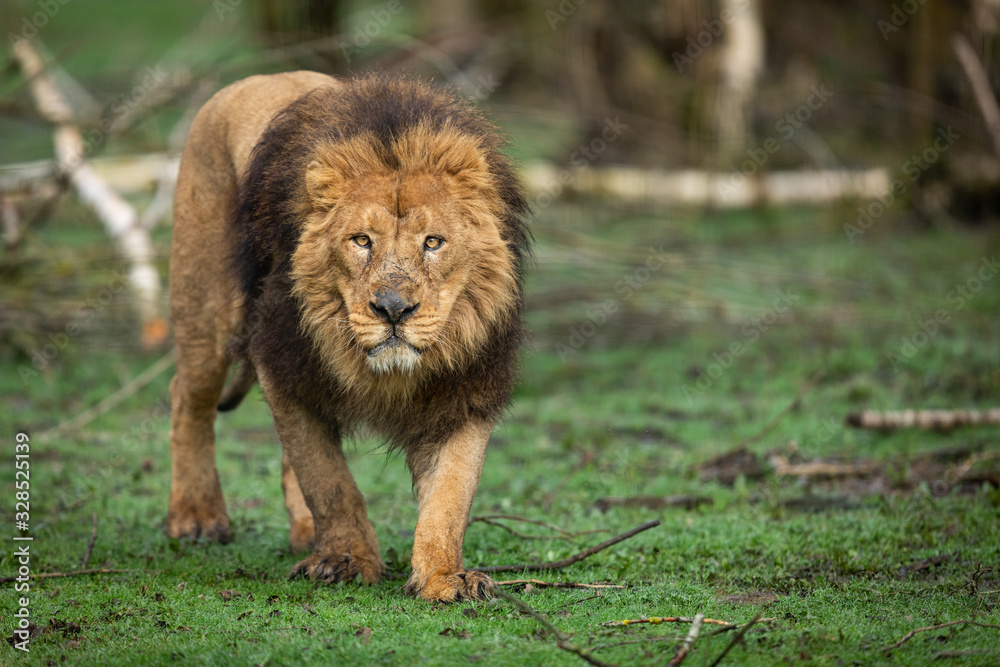 Portrait of a lion in the forest