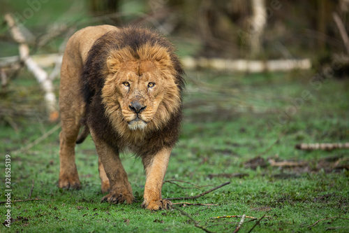 Obraz na płótnie Portrait of a lion in the forest w salonie