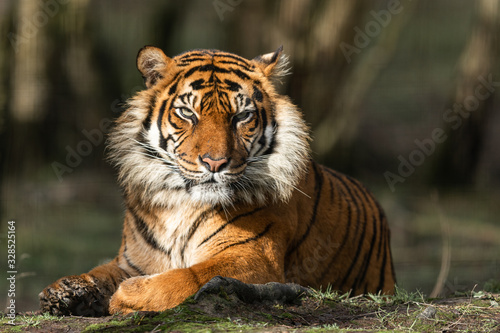 Portrait of a tiger in the forest