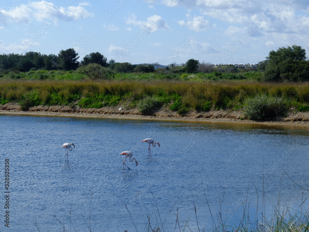 Vieux salins d'Hyères