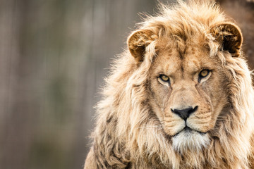 Portrait of a lion in the forest