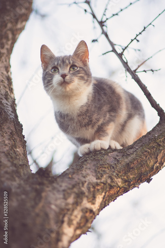 Cute tricolor young cat sitting on a dry tree