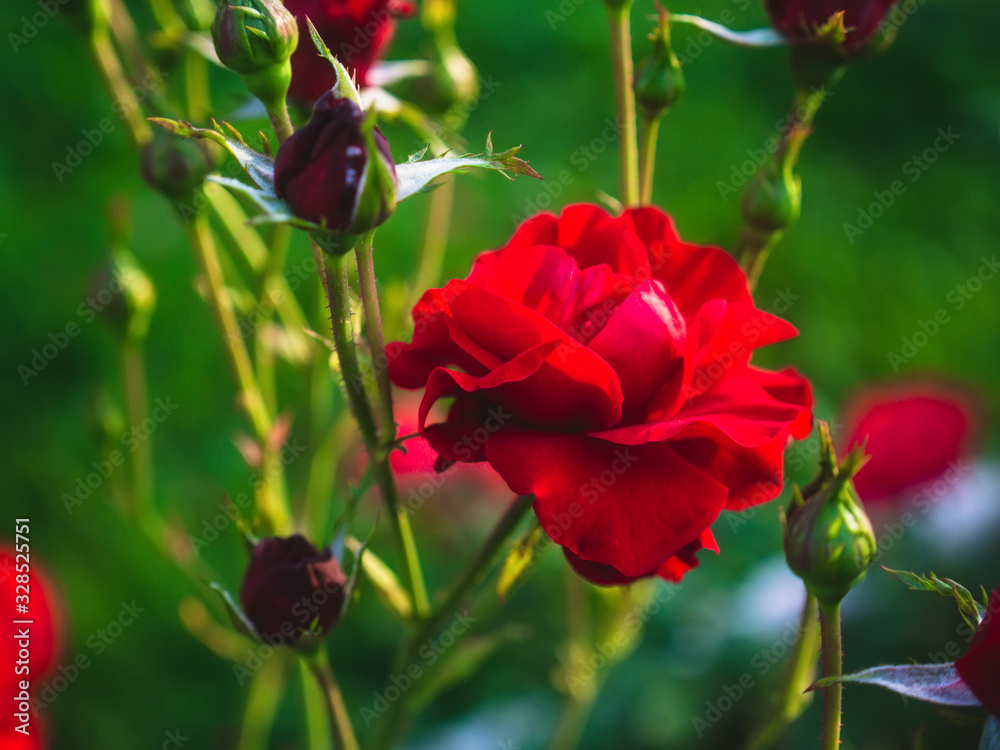 Bush rose in summer in the garden, Russia