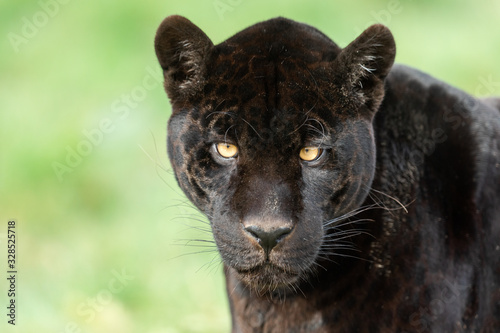 Portrait of a black jaguar in the forest