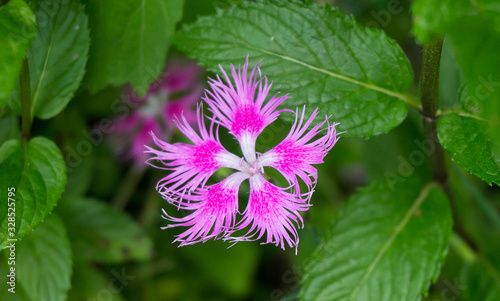 Pink Fringed Dianthus Superbus.Botanist Theophrastus gave these flowers the genus name Dianthus, which means “divine flower.”