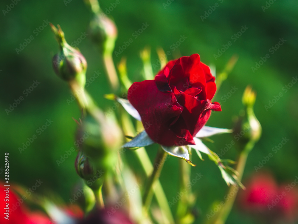 Bush rose in summer in the garden, Russia Bush rose in summer in the garden, Russia