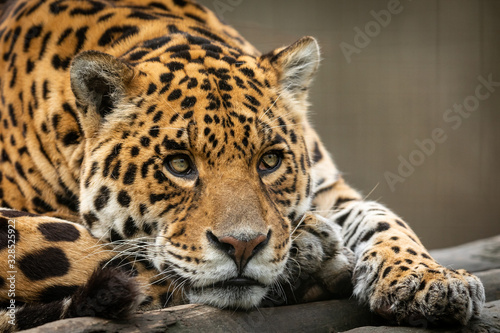 Portrait of a jaguar in the forest © AB Photography