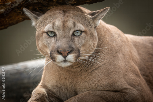 Portrait of a cougar in the forest