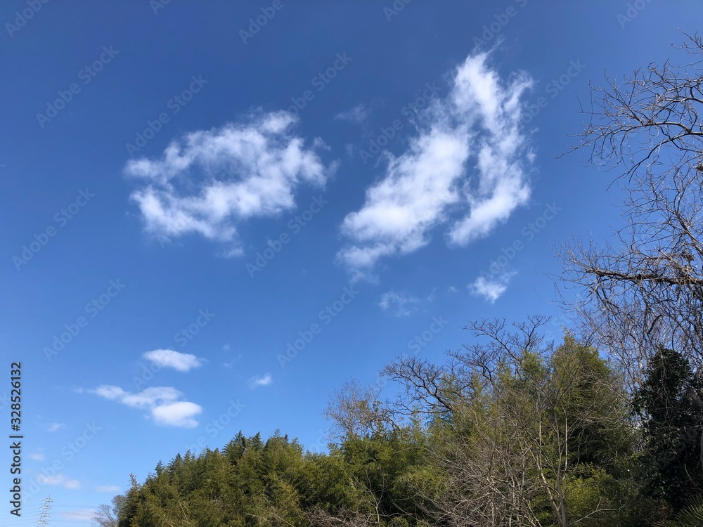 trees and sky trees and sky