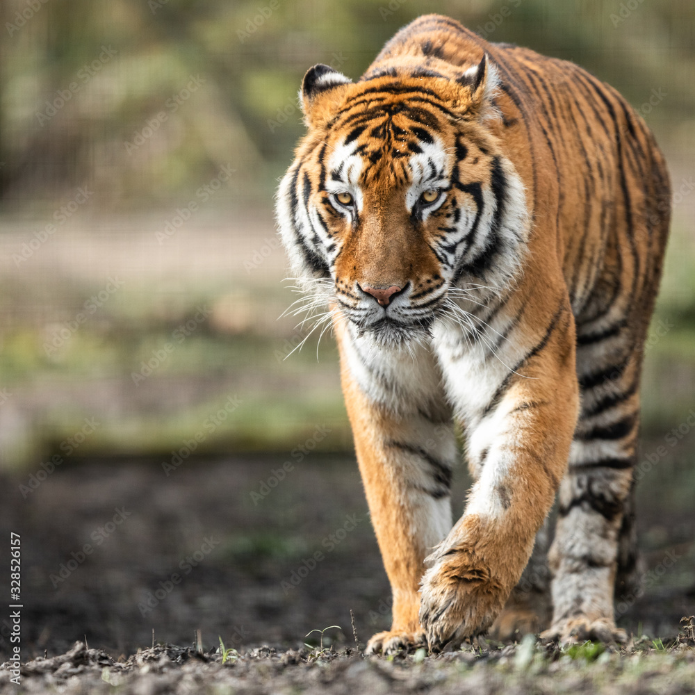 Portrait of a tiger in the forest Portrait of a tiger in the forest