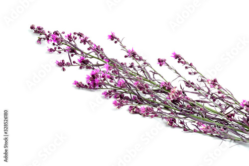 Cutter Aster flower isolated on white background