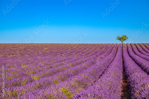 Tranquil floral panorama, flower field landscape. Lavender field summer sunset landscape near Valensole. Provence,France