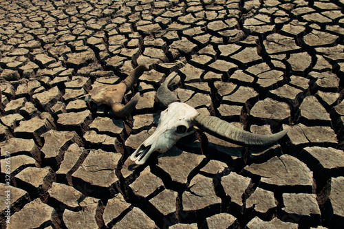The drought land texture in Thailand. Skull animal on dry land.