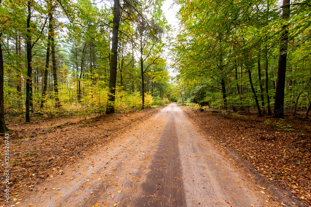 unpaved road through a mixed forest in the Schorfheide , Brandenburg