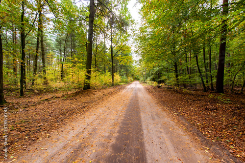 unpaved road through a mixed forest in the Schorfheide , Brandenburg