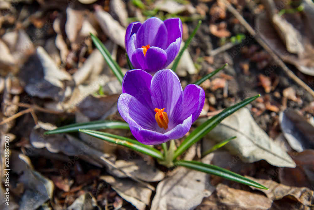 Purple Crocus flower blooming in early spring Purple Crocus flower blooming in early spring