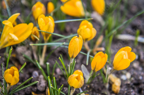 Yellow Crocus flowers blooming in early spring