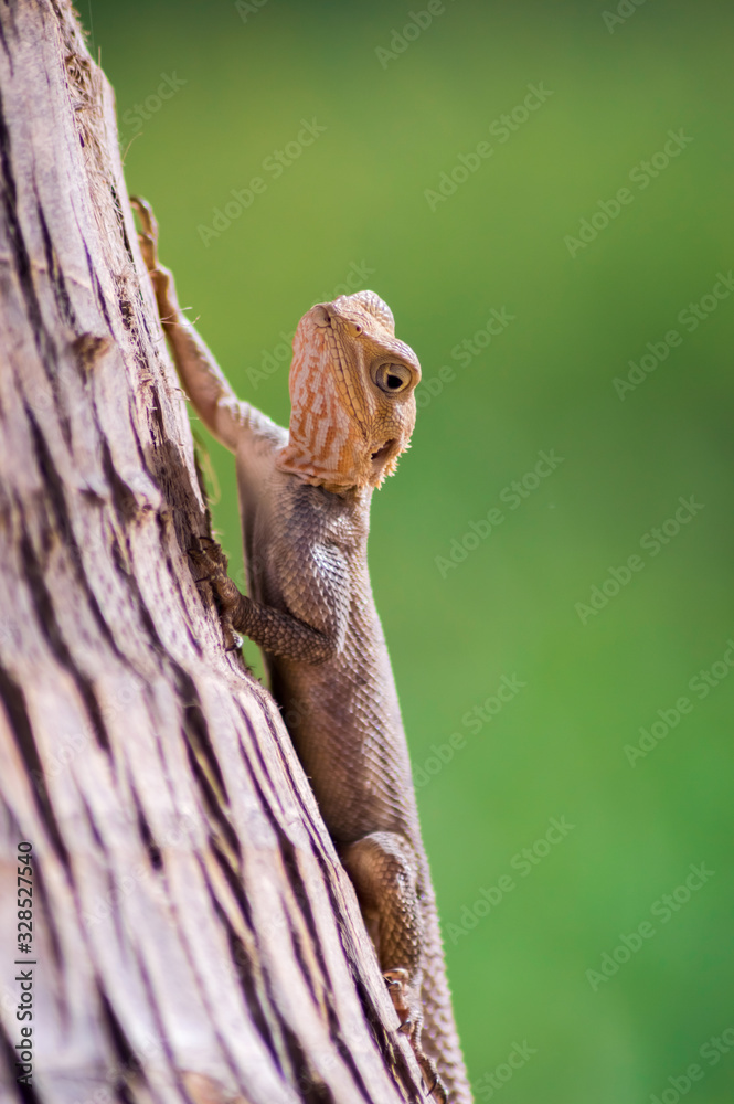 Lizard on a beach in Gambia, Agama Lizard Lizard on a beach in Gambia, Agama Lizard
