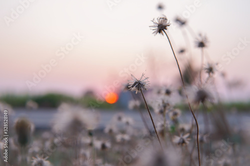 flowers in sunset