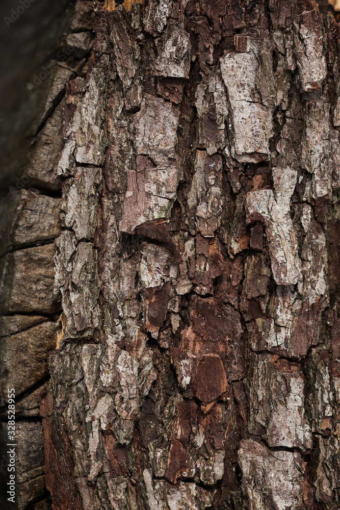 Obraz premium Wood bark texture closeup