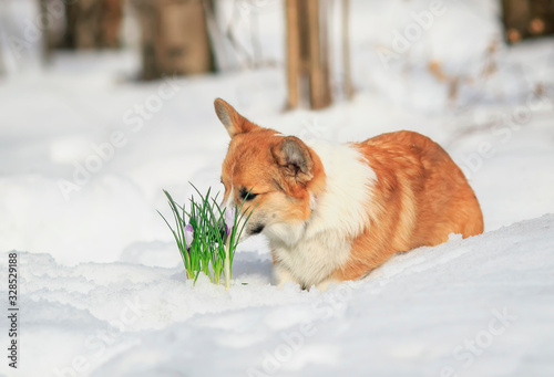 dog puppy a red Corgi sits in a spring garden and sniffs lilac flowers snowdrops © nataba
