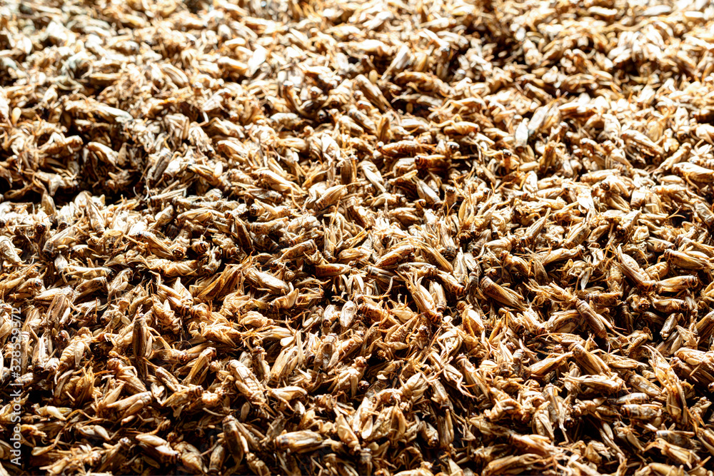 Dried crickets (Acheta Domesticus) closeup. Dried crickets (Acheta Domesticus) closeup.